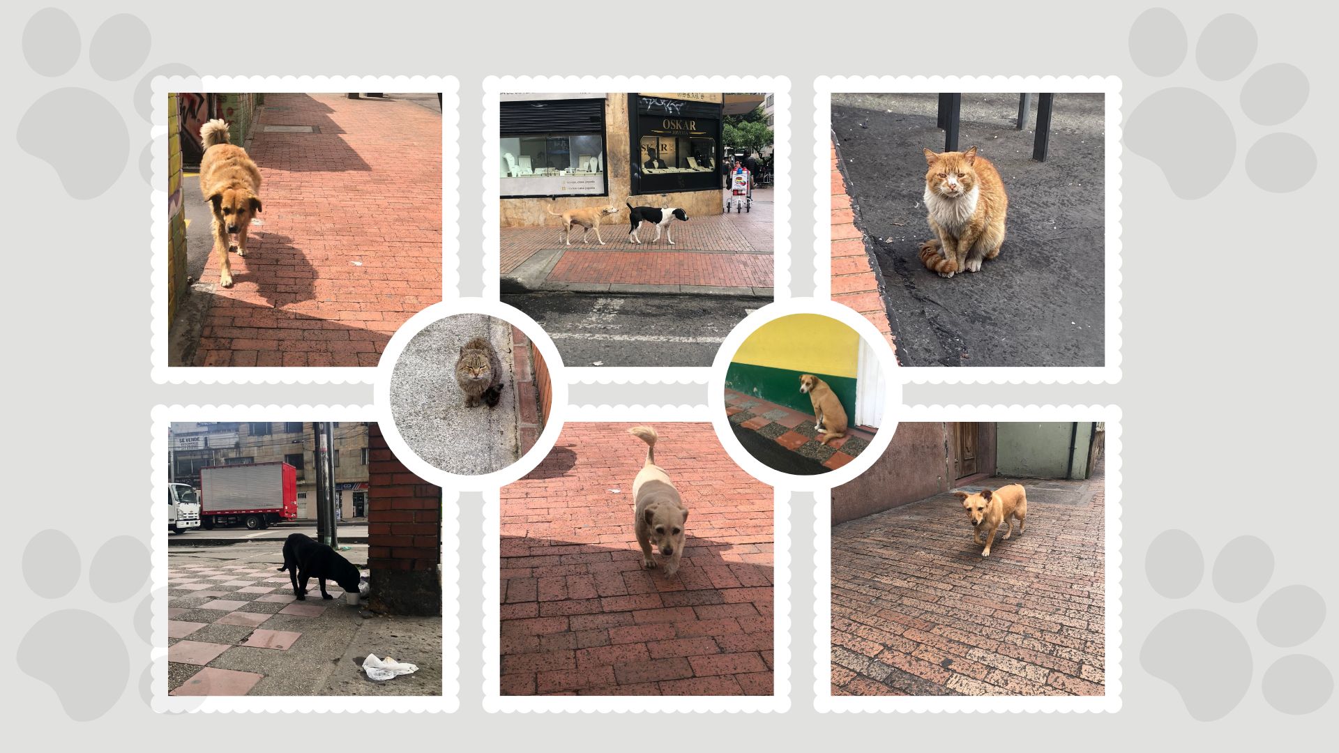 Caminando a solas: la vulnerabilidad de los animales abandonados en las calles